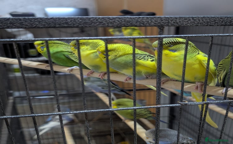 Budgerigars birds - Advert 1