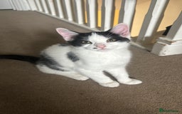 Mixed Breed cats for sale: Bonded Sisters - Image 2