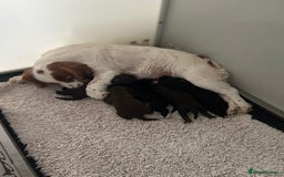 Cocker Spaniel dogs for sale: Stunning KC Reg Working Cocker Spaniels Pups  - Image 9