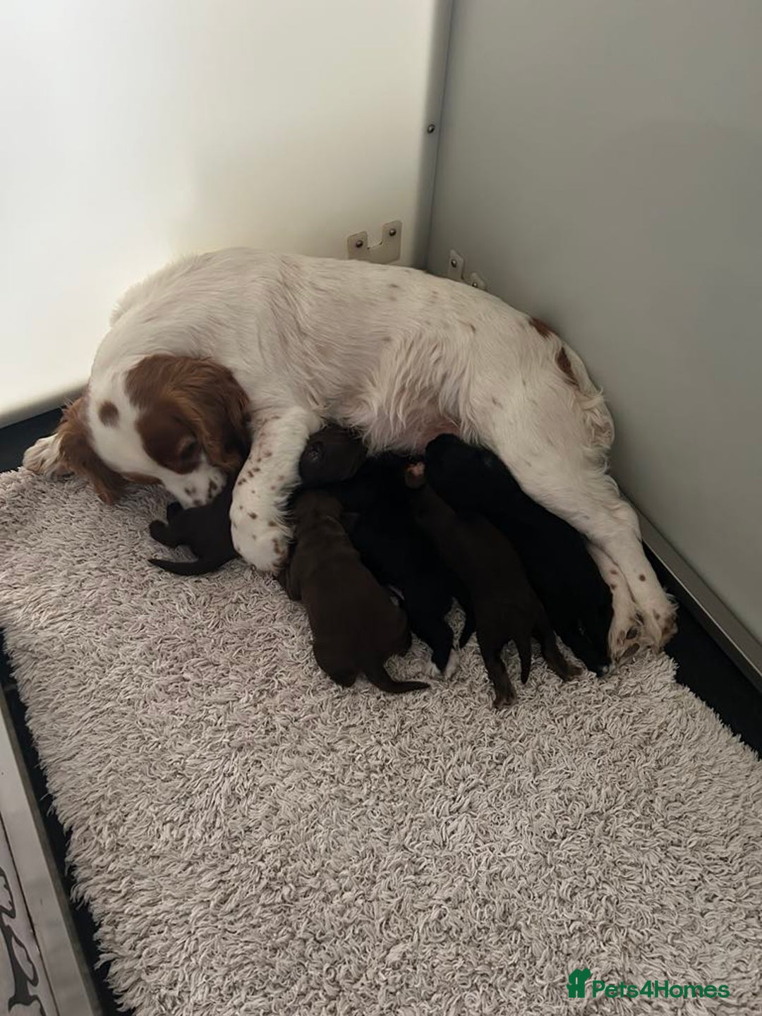 Cocker Spaniel dogs for sale: Stunning KC Reg Working Cocker Spaniels Pups  - Image 9