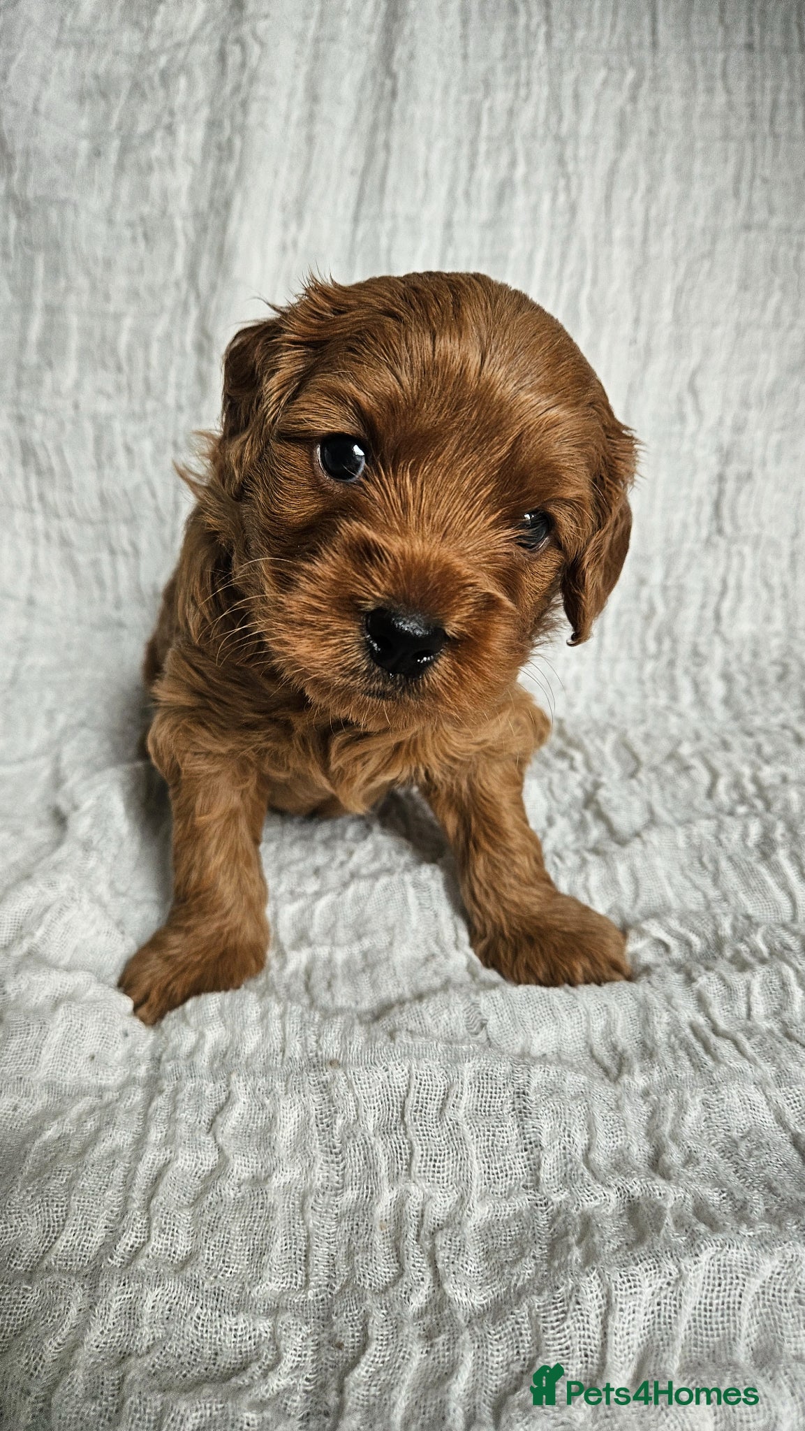 Mini Goldendoodle dogs for sale: 🐾✨ Beautiful Toy Goldendoodle Puppies  ✨🐾 - Advert 34