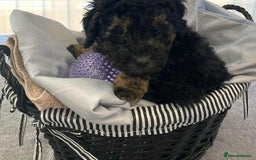 Standard Poodle dogs for sale: Phantom poodles - Image 3