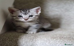 Maine Coon cats for sale: ✨2 Boys and 3 Girls Maine Coon kittens ✨🐾 - Image 22