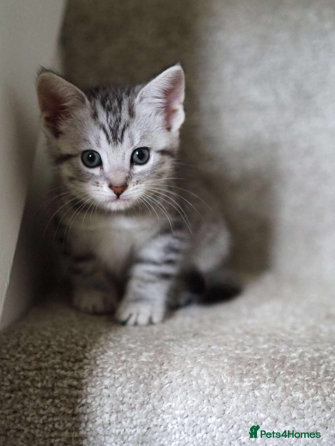 Maine Coon cats for sale: ✨2 Boys and 3 Girls Maine Coon kittens ✨🐾 - Image 22
