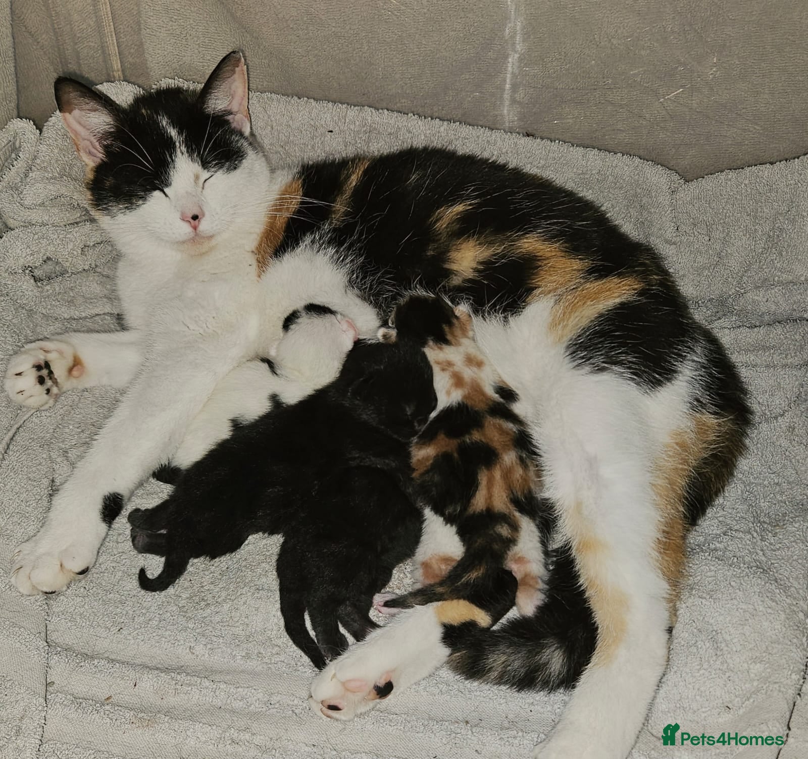 Mixed Breed cats 1 beautiful black kitten left  - Advert 1