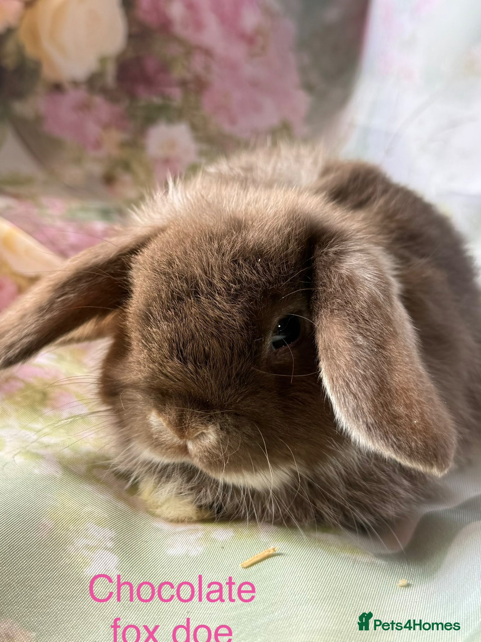 Mini Lop rabbits Pure bred mini lops  - Advert 1