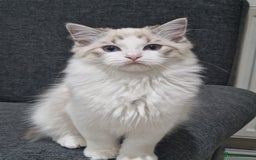 Ragdoll cats for sale: TICA seal lynx bicolour ragdoll kitten  - Image 16