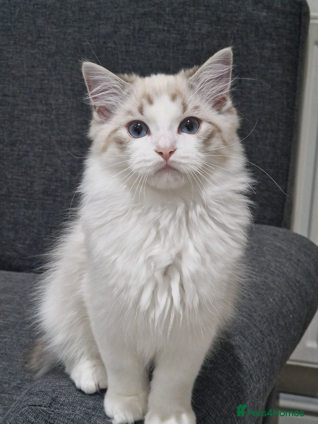 Ragdoll cats for sale: TICA seal lynx bicolour ragdoll kitten  - Image 16