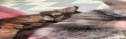 Maine Coon cats for sale: TICA Registered Maine Coon Kittens. Reserve please - Advert 7