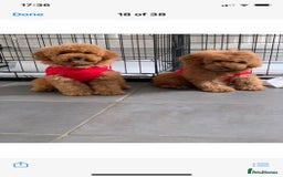 Poodle dogs for stud: Extensively Heath Tested Deep Red Tiny Toy Poodle in Mansfield - Image 17
