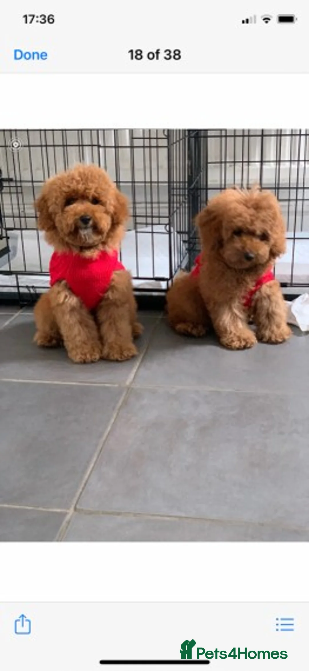 Poodle dogs for stud: Extensively Heath Tested Deep Red Tiny Toy Poodle in Mansfield - Advert 17