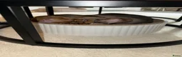 Abyssinian cats for sale: 🐾 Two Gorgeous Abyssinian Kittens 🐈‍⬛ - Advert 4