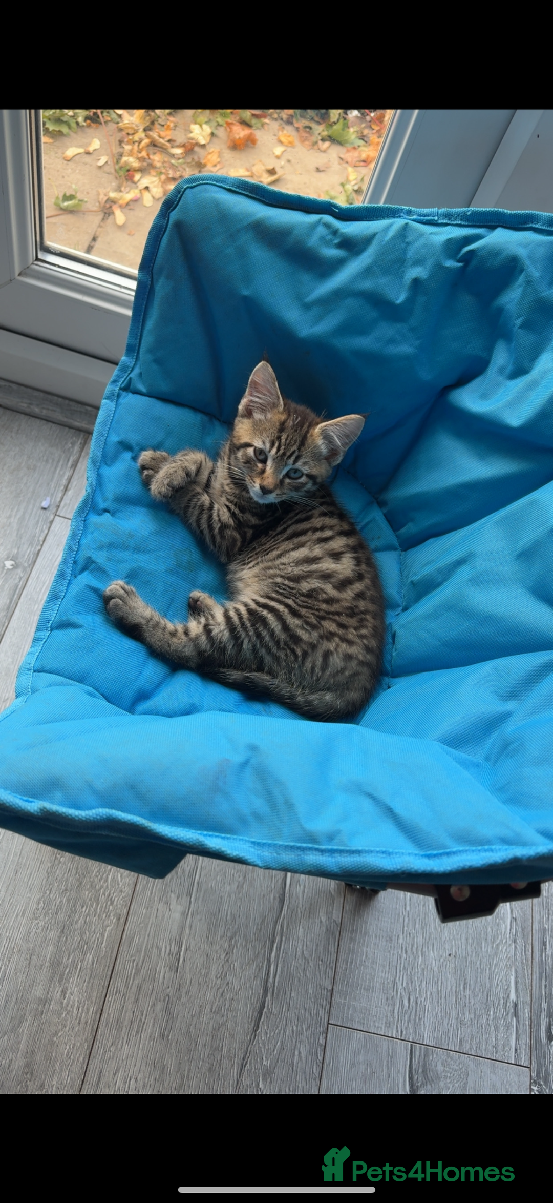 Bengal cats for sale: Kitten for sale  - Advert 5
