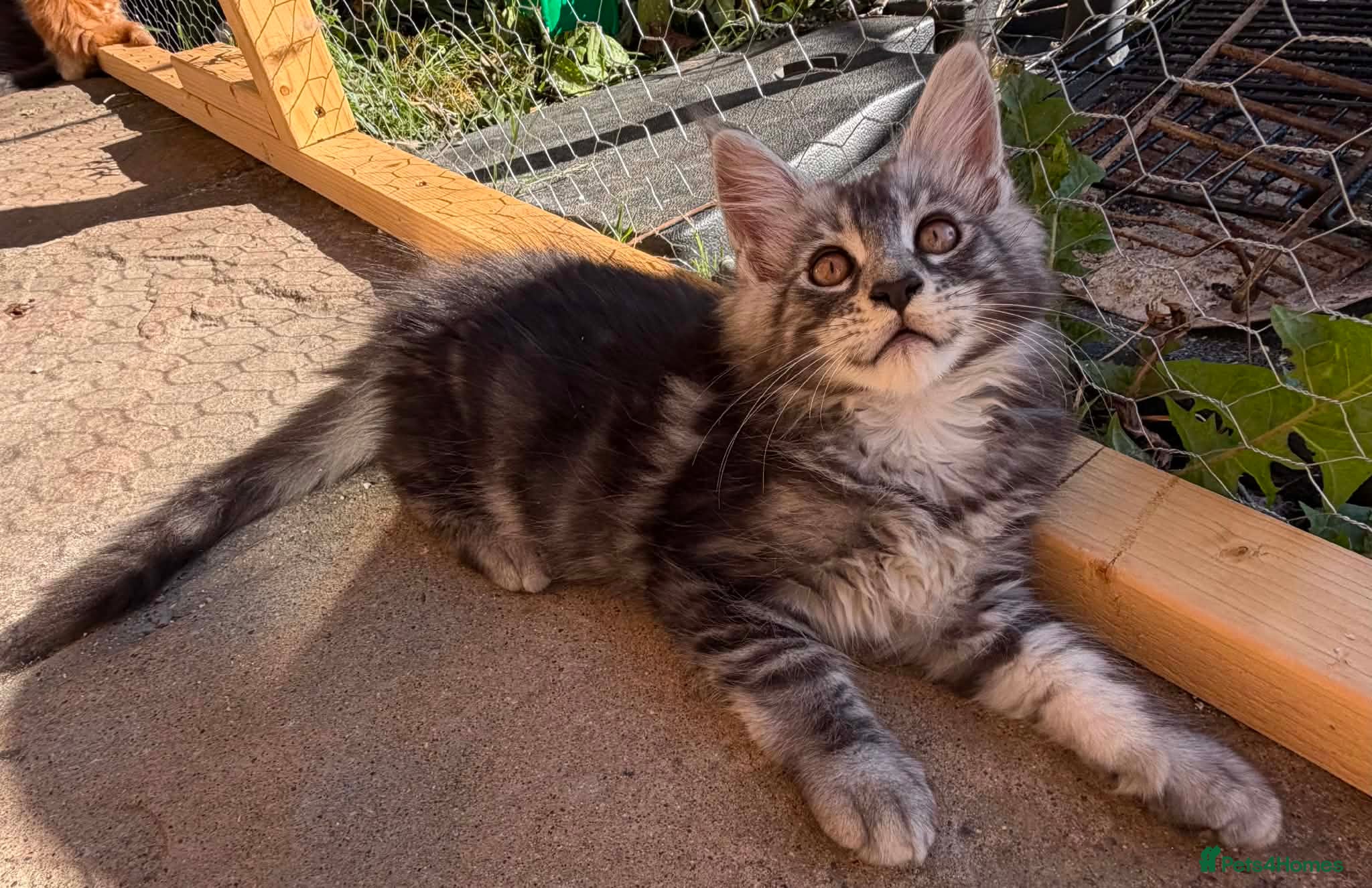 Maine Coon cats Maine coon kittens 🐱  - Advert 2