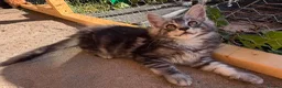 Maine Coon cats for sale: Maine coon kittens 🐱  in London - Advert 2