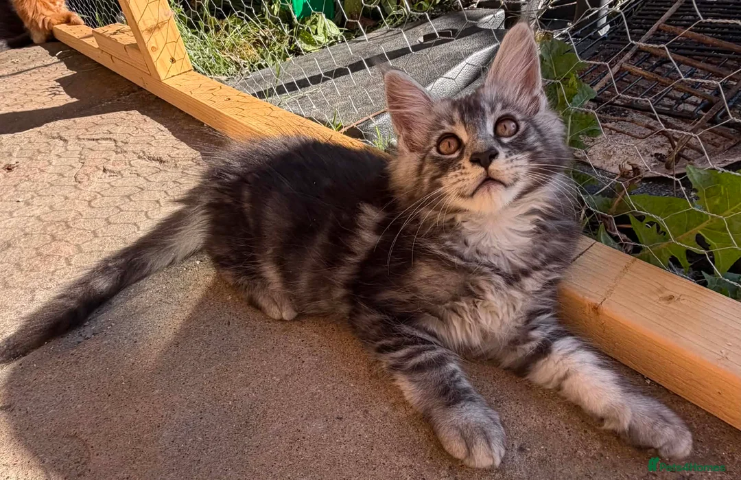 Maine Coon cats for sale: Maine coon kittens 🐱  in London - Advert 2