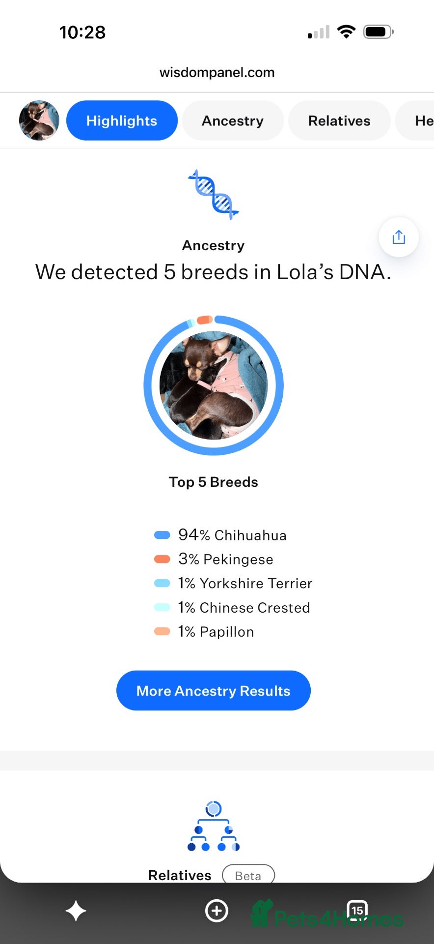 Chihuahua dogs Gorgeous Black Blue Chihuahua Puppies for Sale N1 - Advert 2