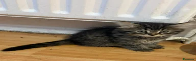 Mixed Breed 2