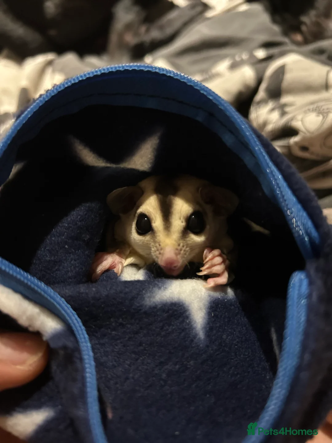 Sugar Glider rodents for sale: White face male sugar glider  - Advert 3