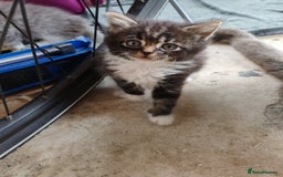 British Shorthair cats for sale: British shorthair kittens  - Image 7