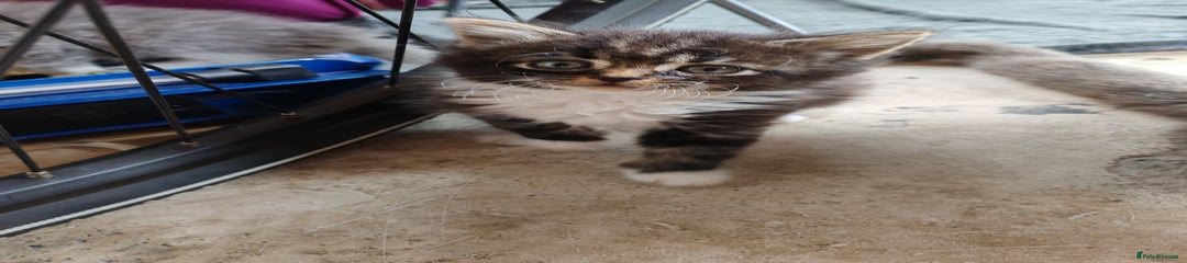 British Shorthair Kitten 5