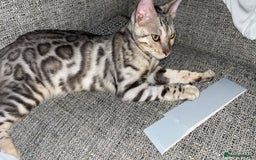 Bengal cats for sale: 7 months old silver Bengal - Image 4