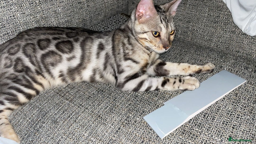 Bengal cats for sale: 7 months old silver Bengal - Image 4