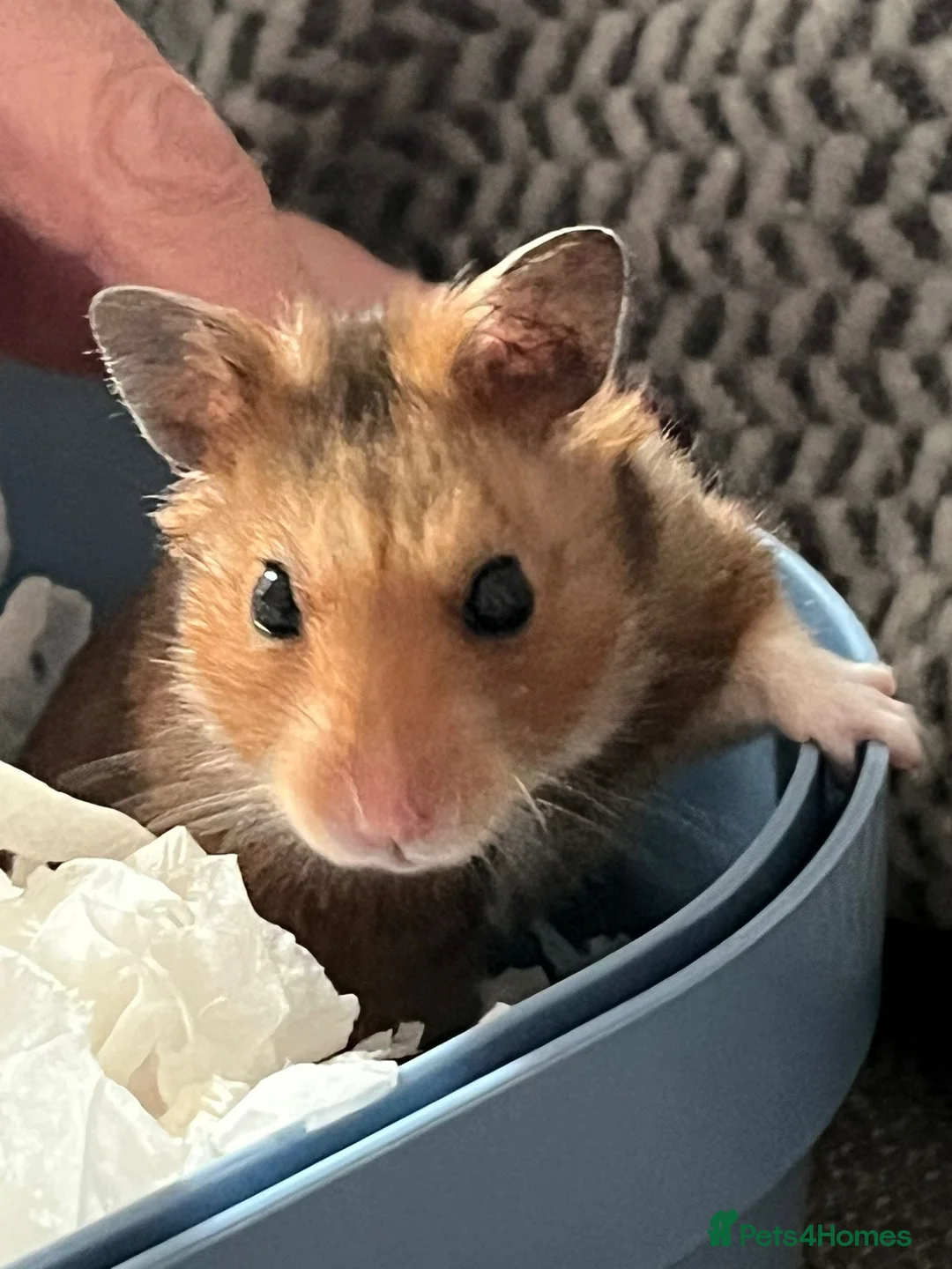 Hamster rodents for sale: Hamster for adoption  - Advert 4