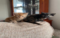 Mixed Breed cats for sale: Beautiful little kittens - Image 6