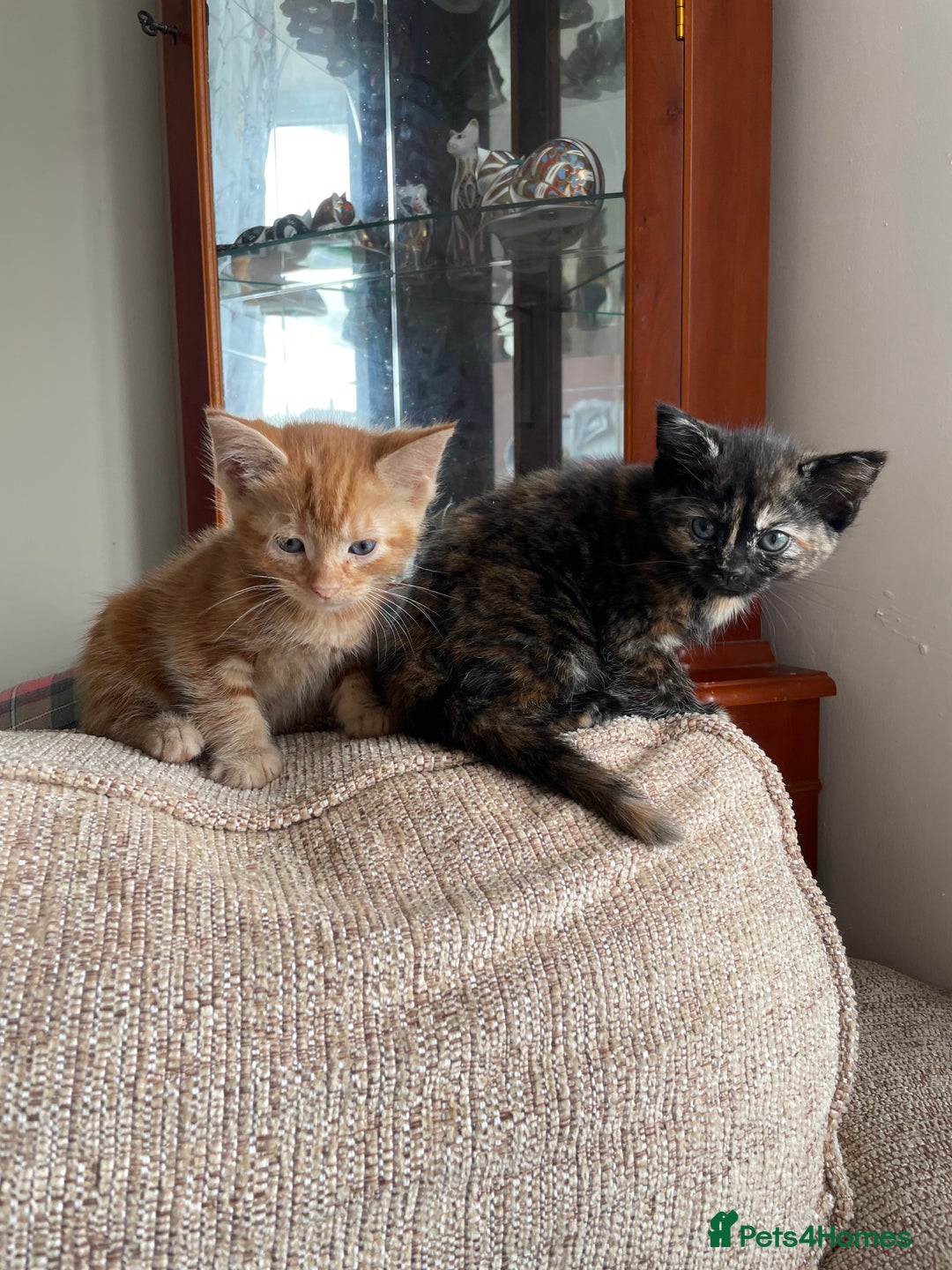 Mixed Breed cats for sale: Beautiful little kittens - Image 6