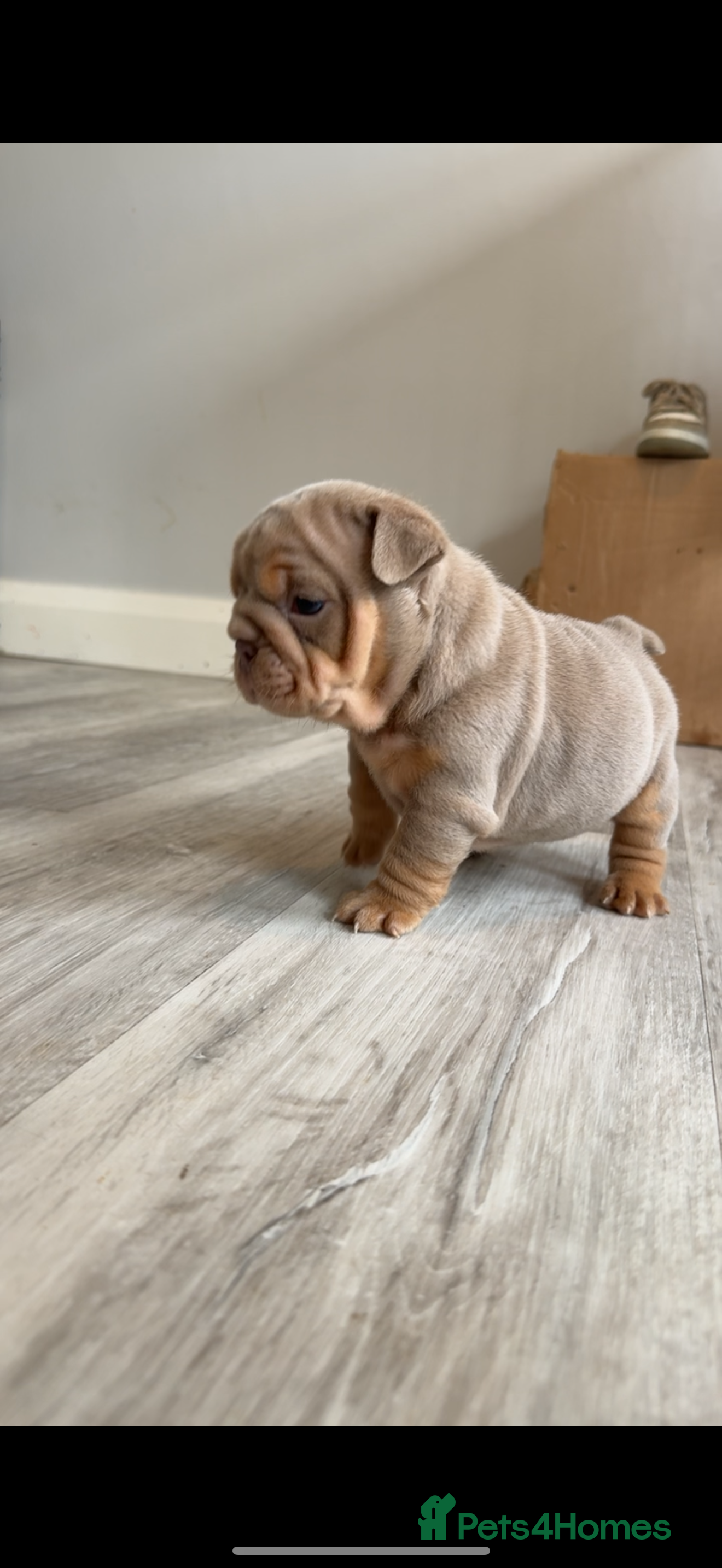 English Bulldog dogs for sale: English bulldog puppies  - Advert 10