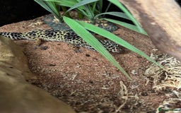 Leopard Gecko reptiles for sale: Leopard Gecko for sale - Image 4