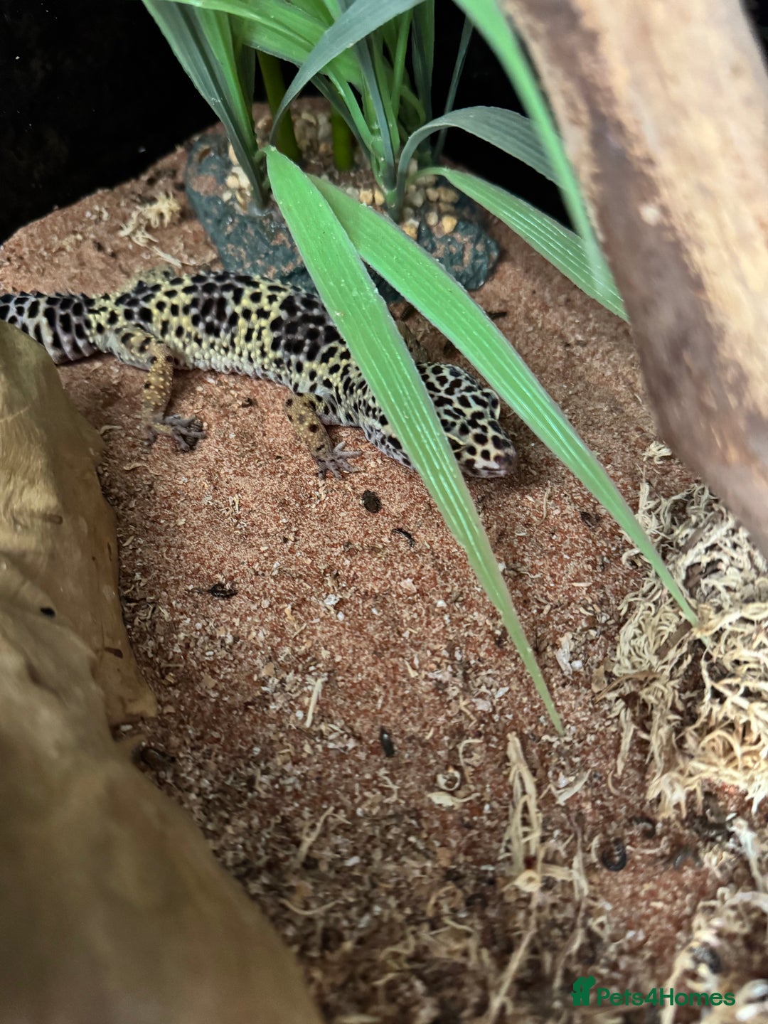 Leopard Gecko reptiles for sale: Leopard Gecko for sale - Image 4