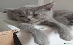 British Shorthair cats for sale: BRITISH SHORT HAIR KITTENS  in Gloucester - Image 15