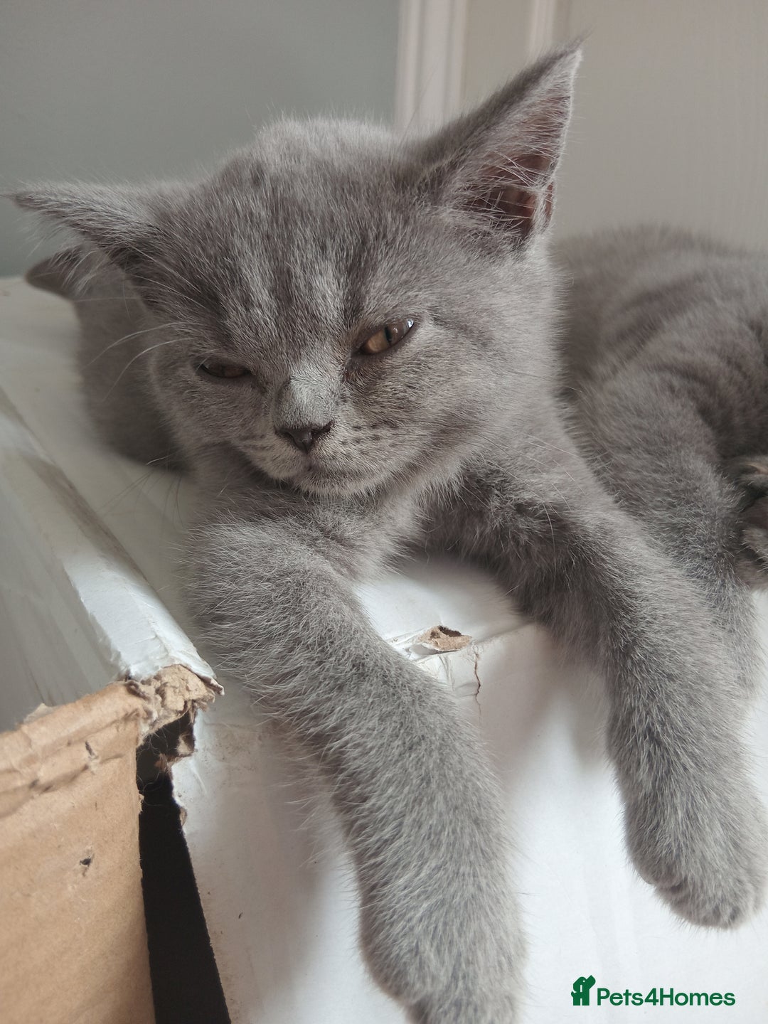 British Shorthair cats for sale: BRITISH SHORT HAIR KITTENS  in Gloucester - Image 15