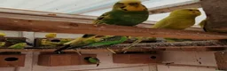Parrots birds for sale: Energetic Parrots – Full of Life & Fun Available in Taunton - Advert 5