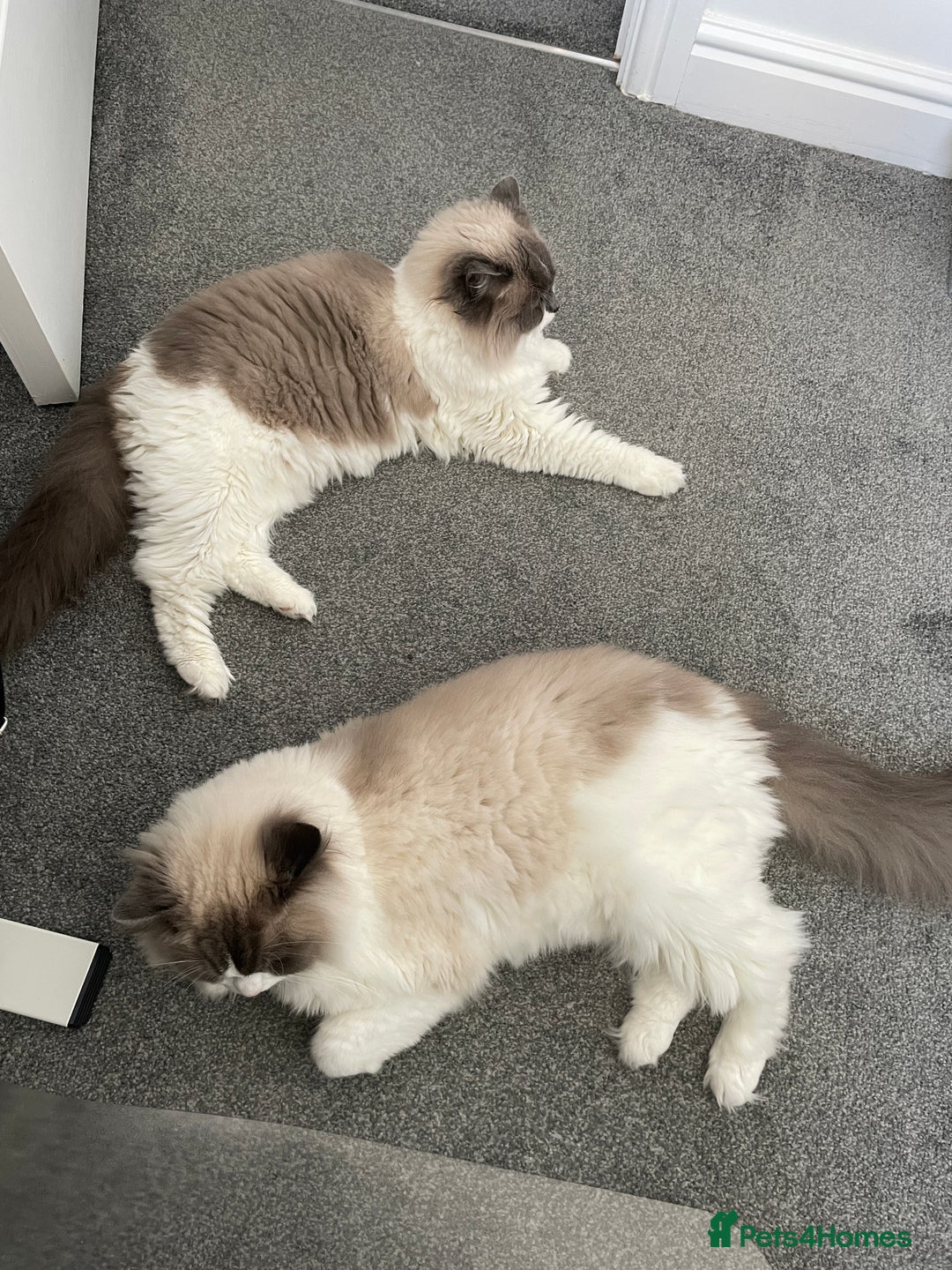 Ragdoll cats for sale: Brother Sister Ragdolls for Rehoming  - Image 2