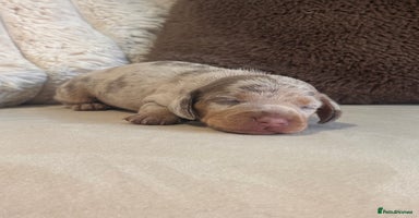 Miniature Dachshund dogs - Advert 15