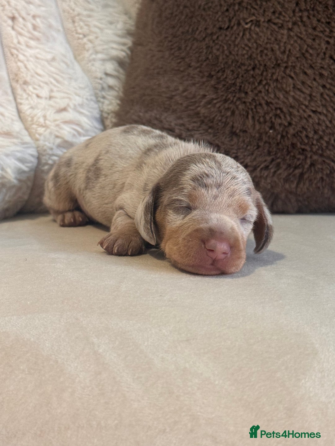 Miniature Dachshund dogs for sale: Two tiny boys looking for their forever sofa 💕 - Image 2