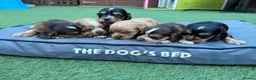 Cocker Spaniel dogs for sale: Cocker Spaniel Puppies - Advert 2