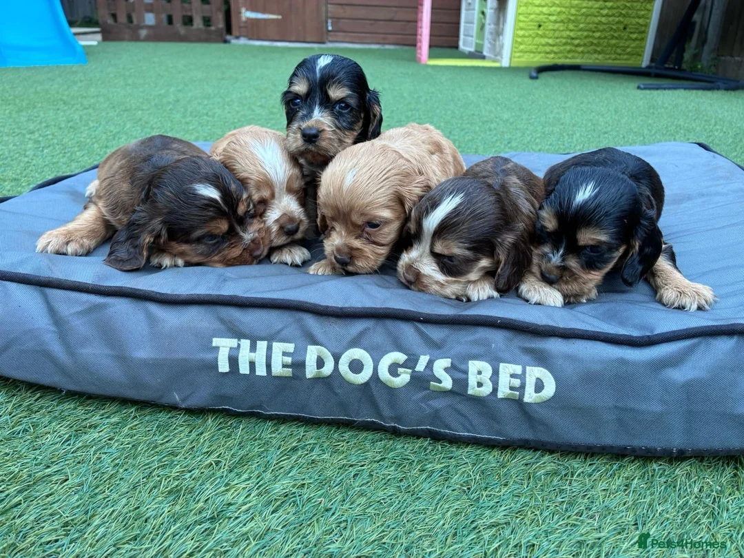 Cocker Spaniel dogs for sale: Cocker Spaniel Puppies - Advert 2