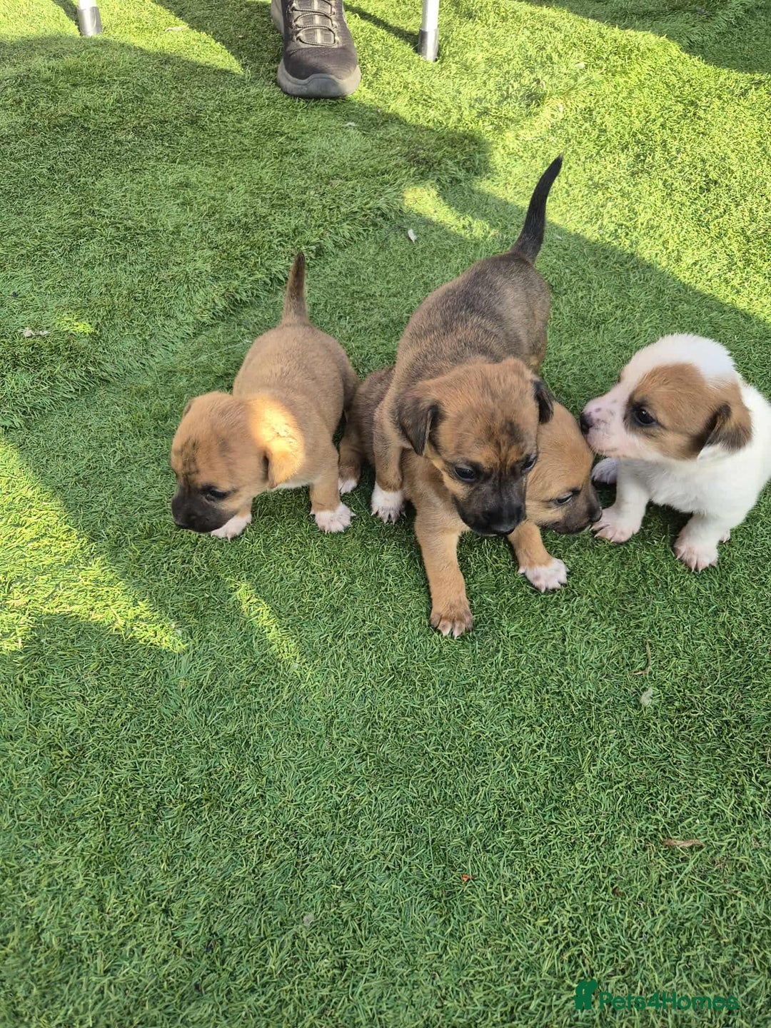 Border Terrier dogs for sale: Border terrier puppies  - Image 8