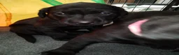 Labrador Retriever dogs for sale: Gorgeous  labrador retriever puppies for s in Durham - Advert 18