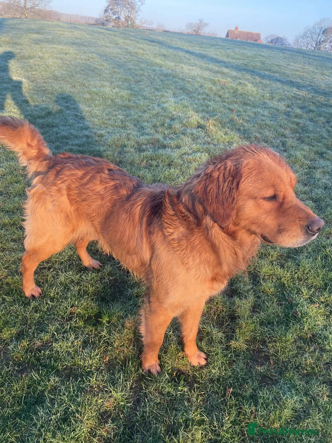 Golden Retriever dogs for stud: Rufus Golden Retriever Stud in Church Stretton - Advert 7