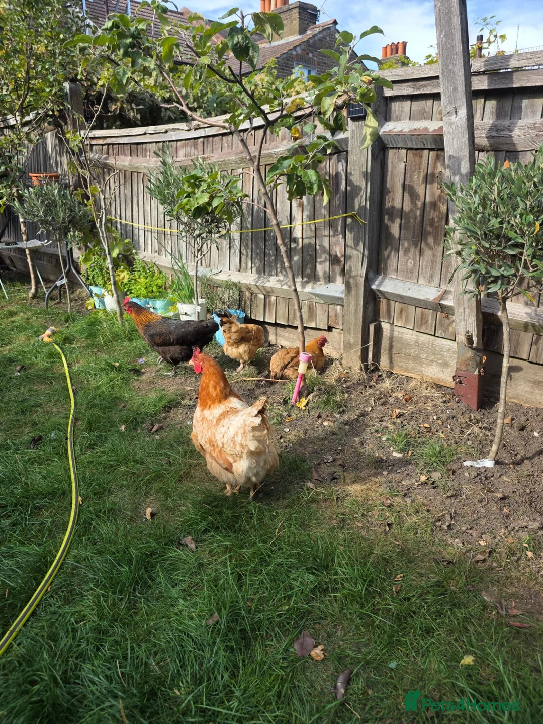 Chickens poultry for sale: 5 x egg laying hens in Thornton Heath - Advert 6