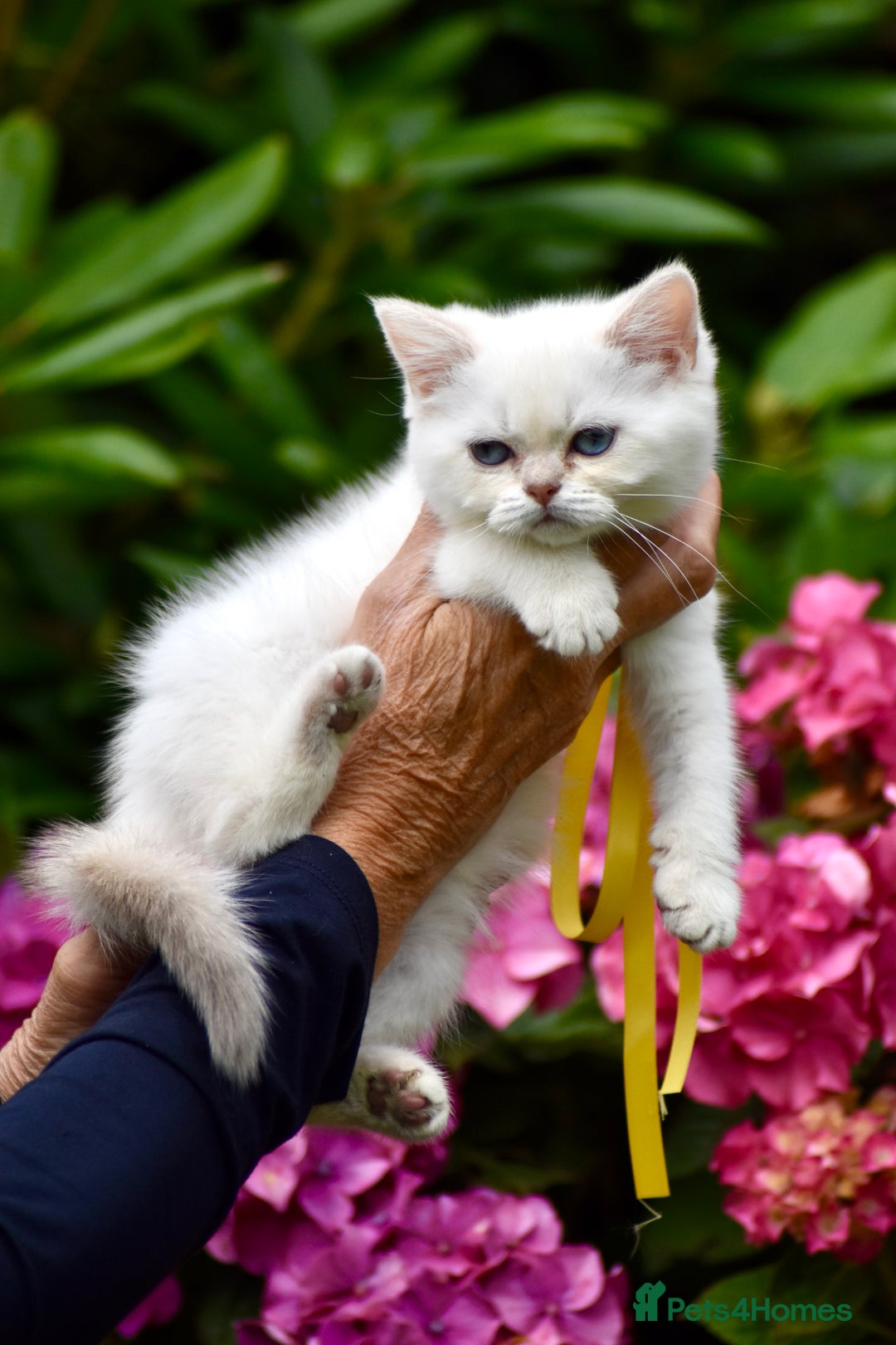 British Shorthair cats for sale: Champion sired Golden Colourpoint Kittens  - Image 26