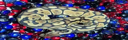 Python Snake reptiles for sale: Ball Pythons - Advert 5