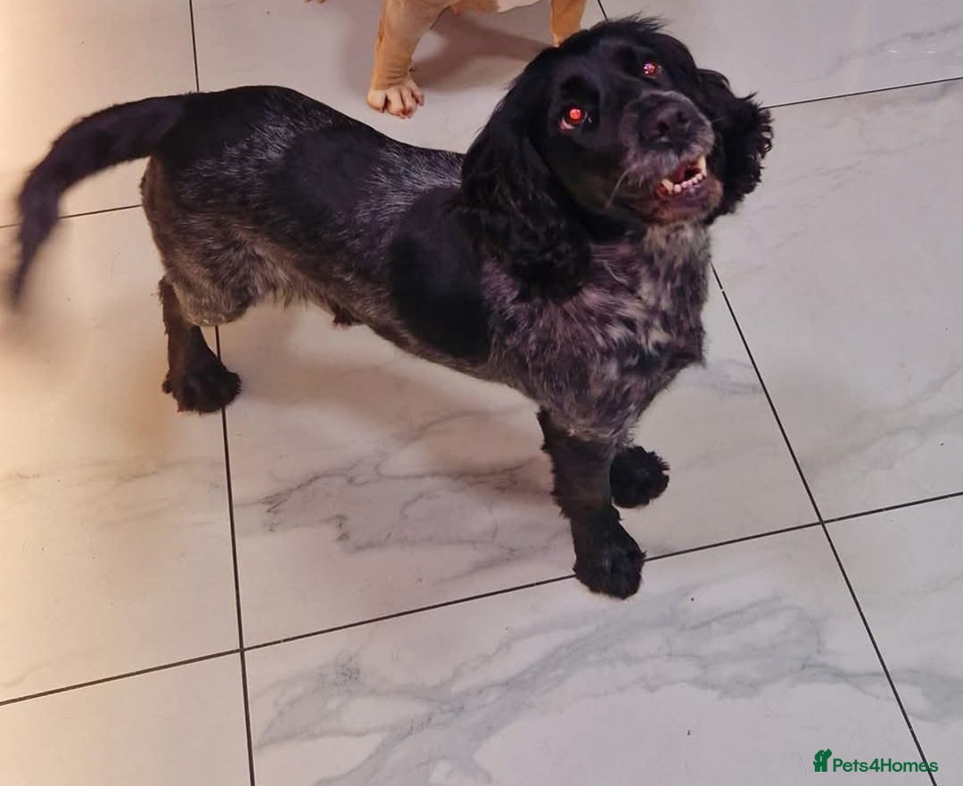 Cocker Spaniel dogs for sale: Cocker spaniels - Advert 12