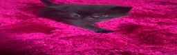 British Shorthair cats for sale: Stunning bsh kittens for sale  - Advert 5