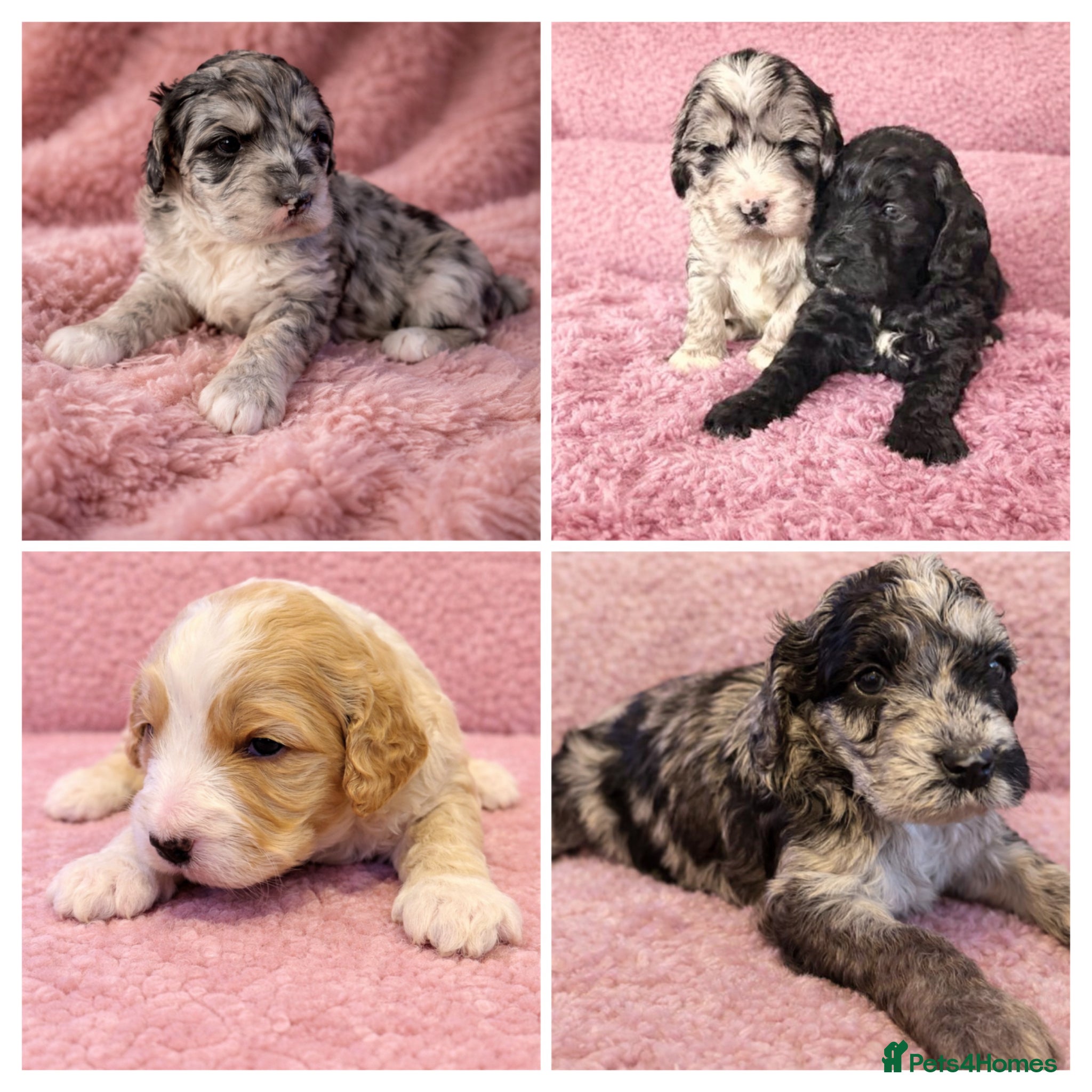 Australian Labradoodle dogs AUSTRALIAN LABRADOODLE  - Advert 2